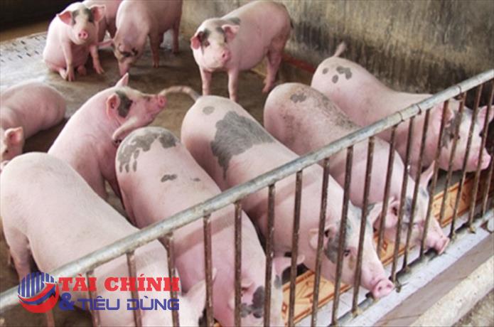 Giá heo hơi hôm nay 13/4: Doanh nghiệp chăn nuôi tăng giá thịt heo bán ra