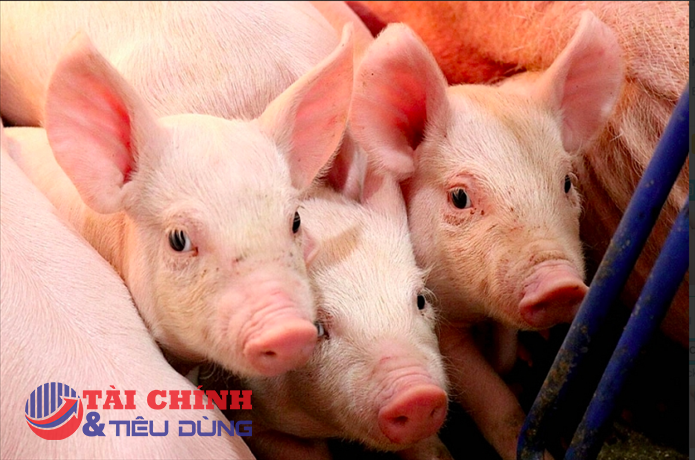 Giá heo hơi hôm nay 19/4: Tiếp đà tăng cao nhất 2.000 đồng/kg