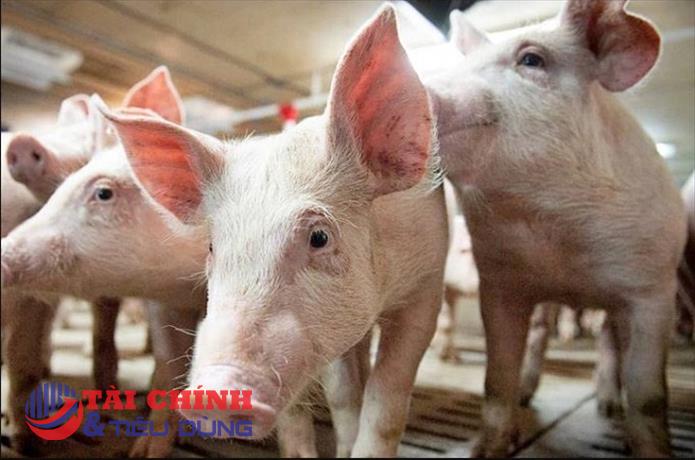 Giá heo hơi hôm nay 21/4: Tăng giảm trái chiều