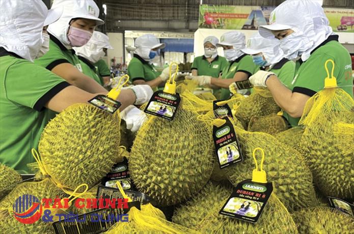 Xuất khẩu rau quả có thể đạt 4 tỷ USD trong năm nay