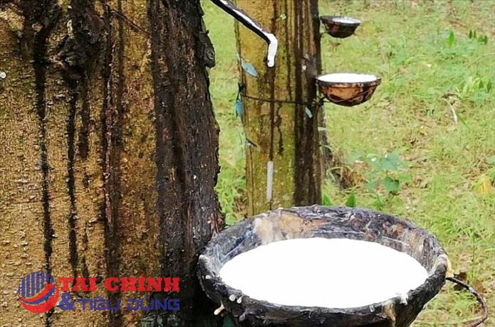 Giá cao su hôm nay 21/5: Tăng giảm trái chiều với biên độ dưới 0,5%