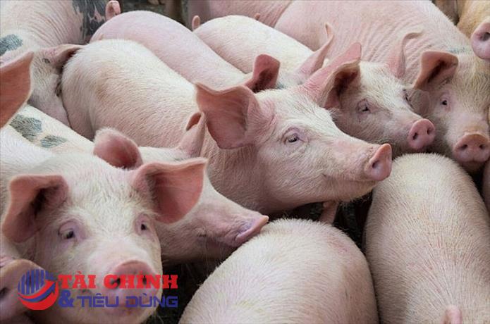 Giá heo hơi hôm nay 21/5: Xu hướng tăng giá từ 1.000 - 3.000 đồng/kg