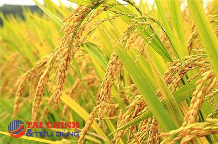 Giá lúa gạo hôm nay 22/5: Duy trì ổn định