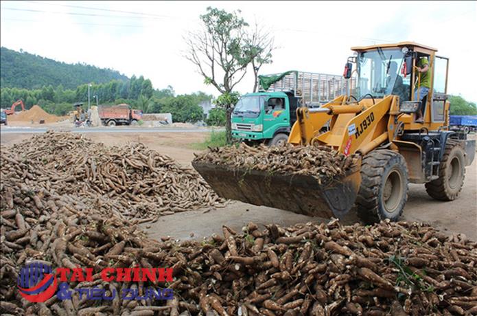 Nhu cầu lớn từ thị trường Trung Quốc, giá sắn xuất khẩu có thể còn tiếp tục tăng