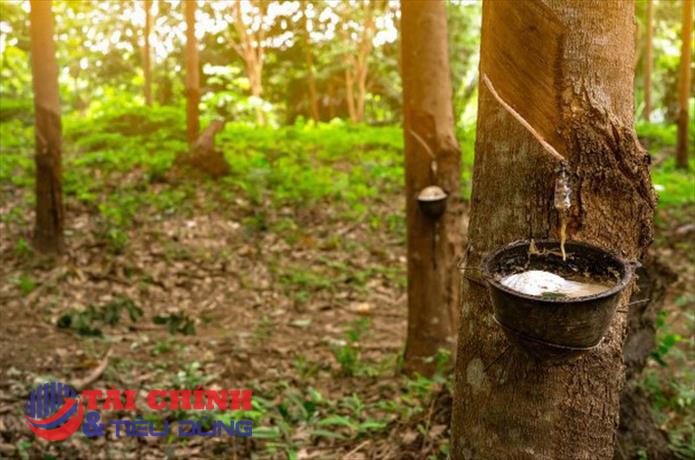 Giá cao su hôm nay 28/5: Tăng với biên độ dưới 0,5%