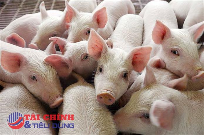Giá heo hơi hôm nay 28/5: Xu hướng tăng từ 1.000 - 6.000 đồng/kg trên diện rộng