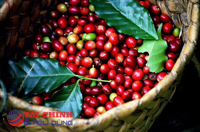 Giá cà phê hôm nay 28/5: Khu vực Tây Nguyên giảm 400 đồng/kg
