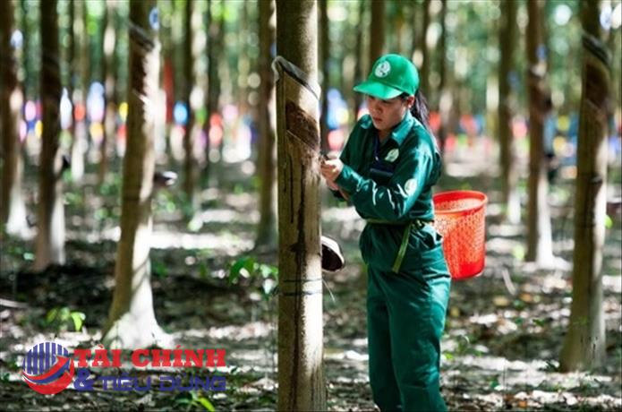 Cao su Việt Nam (GVR) dự trình kế hoạch lãi đi lùi 11%, chia cổ tức 3%