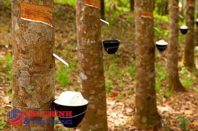 Giá cao su hôm nay 4/6: Duy trì quanh mức 225-280 đồng/TSC