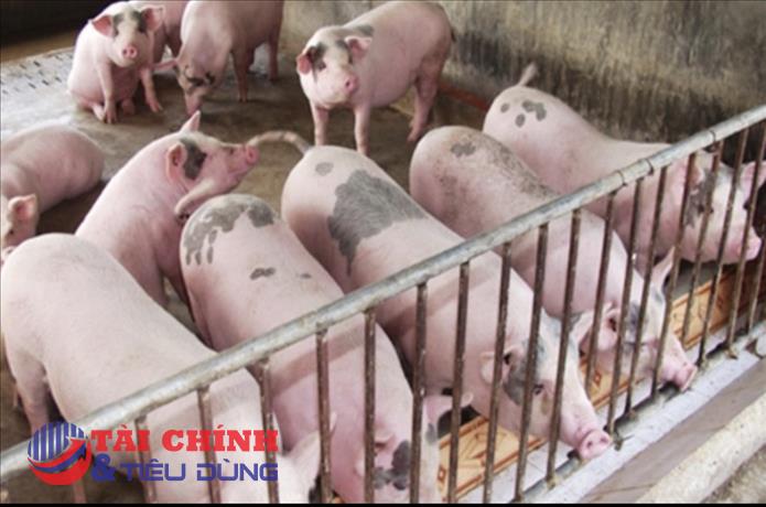 Giá heo hơi hôm nay 8/6: Khu vực miền Bắc ghi nhận tăng 1.000 đồng/kg