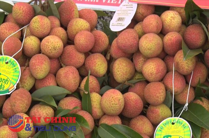 Vải thiều Thanh Hà xuất hiện trên thực đơn của các chuyến bay