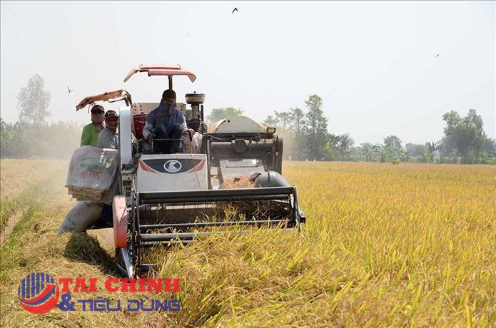 Giá lúa gạo hôm nay 21/6: Điều chỉnh tăng 200 đồng/kg với lúa nếp