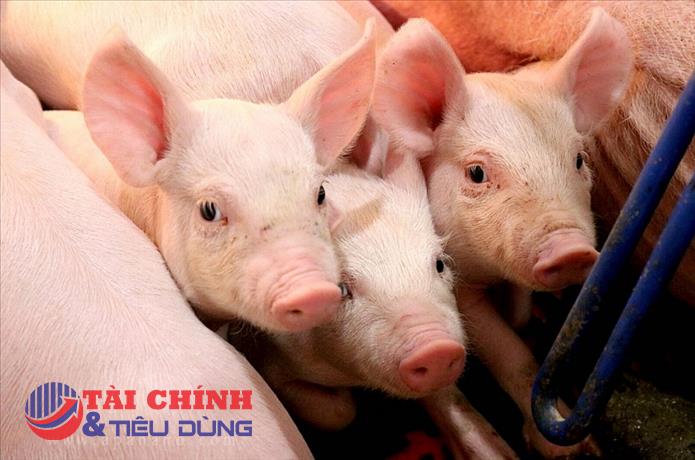 Giá heo hơi hôm nay 27/6: Giá biến động mạnh tại ba miền Bắc Trung Nam
