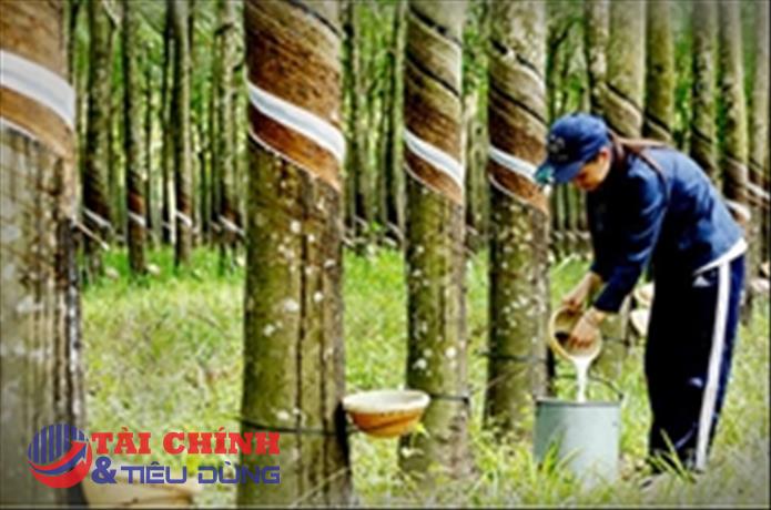 Giá cao su hôm nay 29/6: Giao dịch trái chiều trên các sàn giao dịch