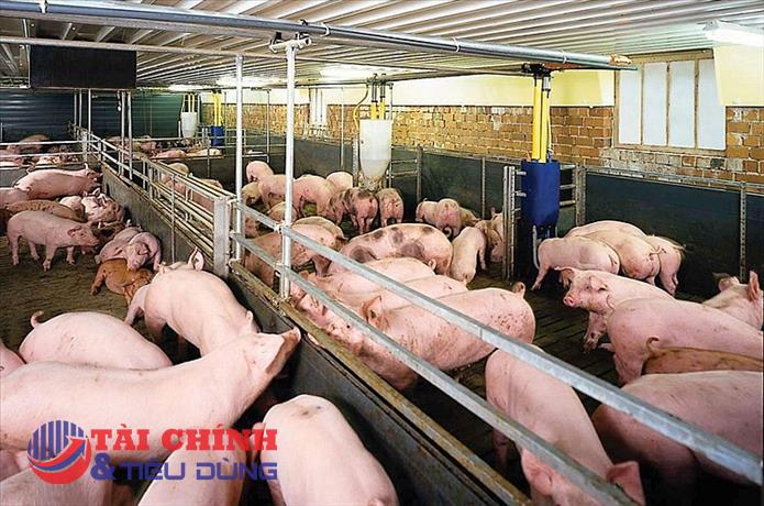 Giá heo hơi hôm nay 3/7: Dao động trong khoảng 58.000 - 64.000 đồng/kg