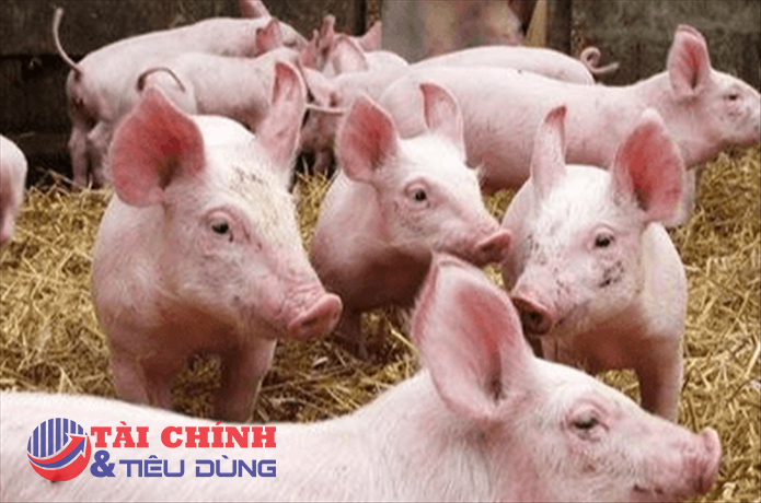 Giá heo hơi hôm nay 17/7: Đi ngang trên diện rộng