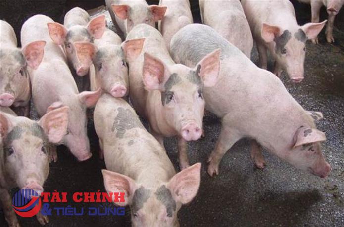 Giá heo hơi hôm nay 18/7: Đi ngang trên cả ba miền