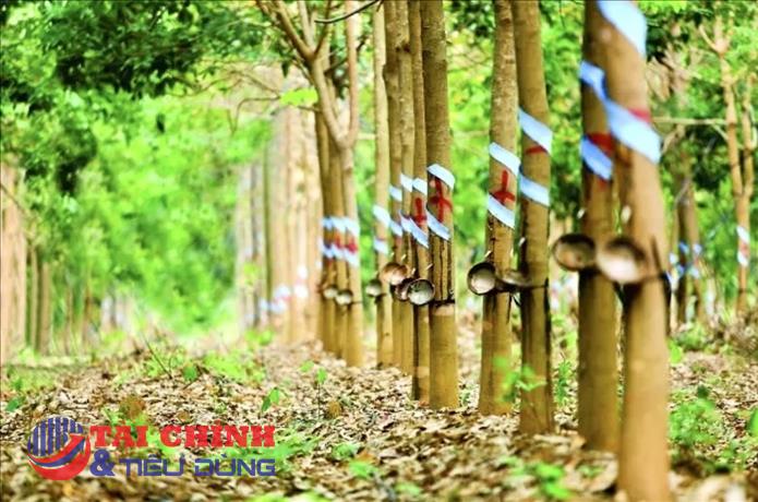 Giá cao su hôm nay 18/7: Thị trường chìm trong sắc đỏ