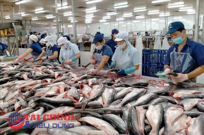 Xuất khẩu cá tra đang dần lấy lại đà tăng trưởng