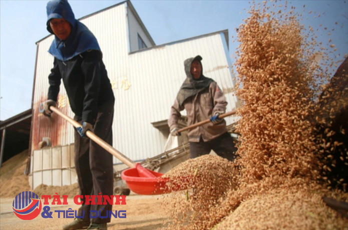 Trung Quốc treo thưởng 20.000 USD cho người tố cáo tham nhũng ngũ cốc
