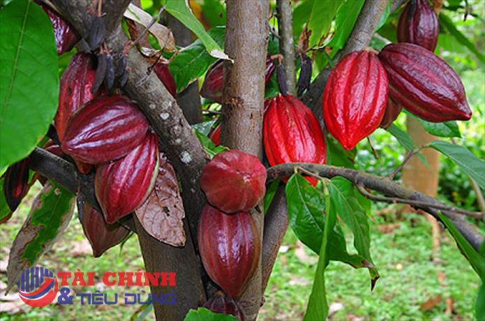 Giá ca cao tăng mạnh lên mức cao nhất trong hơn 12 năm