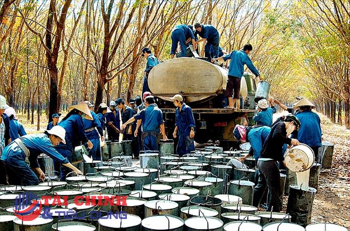 Giá cao su hôm nay 9/8: Biến động trái chiều hơn 1%