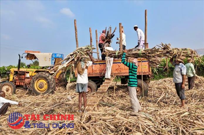 Giá đường toàn cầu có thể tăng cao sau quyết định cấm xuất khẩu của Ấn Độ