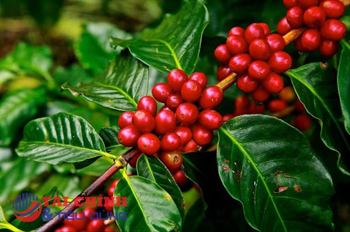 Giá cà phê hôm nay 20/9: Thị trường trong nước giảm 300 - 400 đồng/kg