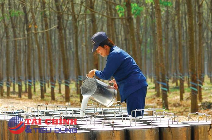 Giá cao su hôm nay 20/9: Giảm dưới 0,5% trên sàn Thượng Hải