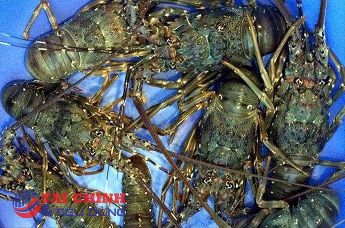 Trung Quốc là thị trường tiêu thụ lớn nhất tôm hùm của Việt Nam
