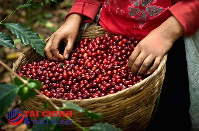 Giá cà phê hôm nay 23/10: Thị trường trong nước duy trì mức tăng