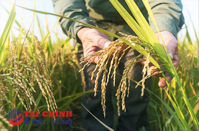 Giá lúa gạo hôm nay 25/10: Chững lại và đi ngang