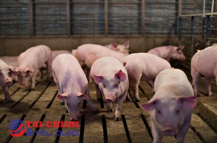 Giá heo hơi hôm nay 1/11: Tăng 1.000 đồng/kg