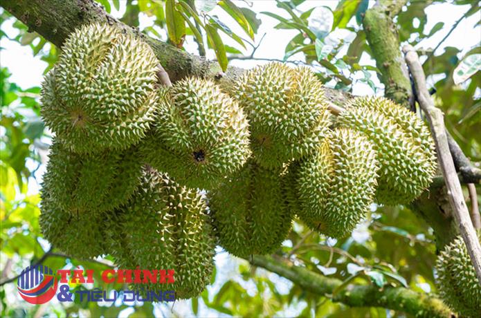 Người dân đổ xô trồng sầu riêng, tiềm ẩn rủi ro cung vượt xa cầu