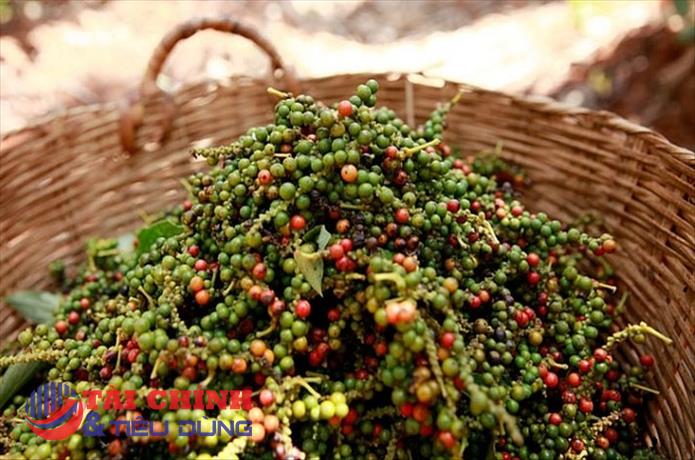 Giá tiêu hôm nay 3/11: Thị trường đi ngang