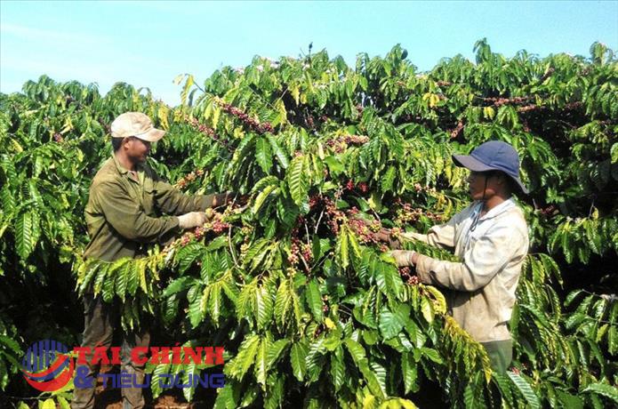 Giá cà phê hôm nay 9/11: Tăng cao nhất 800 đồng/kg