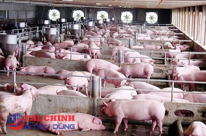 Giá heo hơi hôm nay 22/11: Giảm 1.000 - 2.000 đồng/kg ở khu vực miền Nam