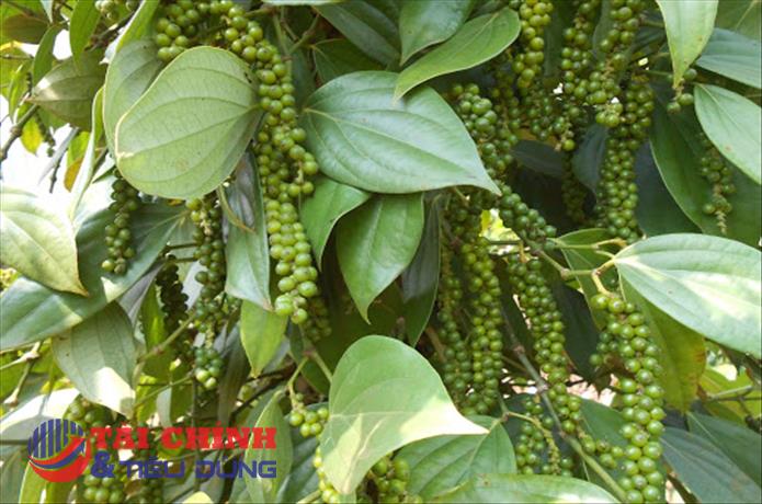 Giá tiêu hôm nay 5/1: Thị trường nội địa tăng mạnh