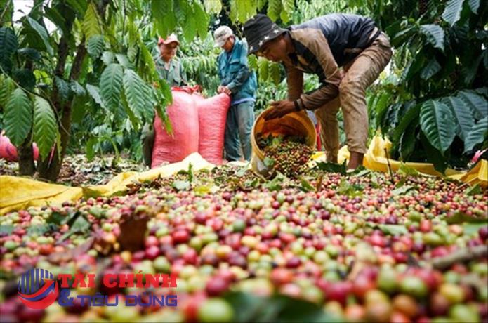 Giá cà phê hôm nay 3/2: Thị trường giảm nhẹ