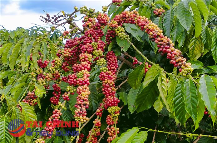 Giá cà phê hôm nay 4/2: Tiếp tục điều chỉnh giảm