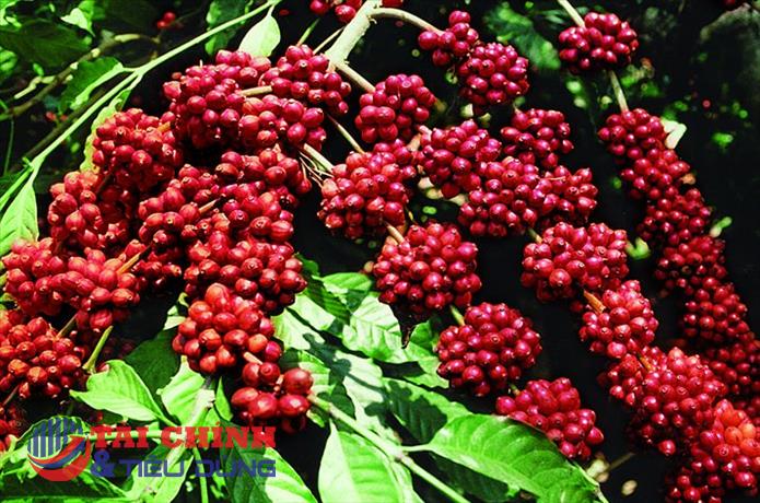 Giá cà phê hôm nay 19/2: Thị trường trong nước tăng từ 800 - 900 đồng/kg