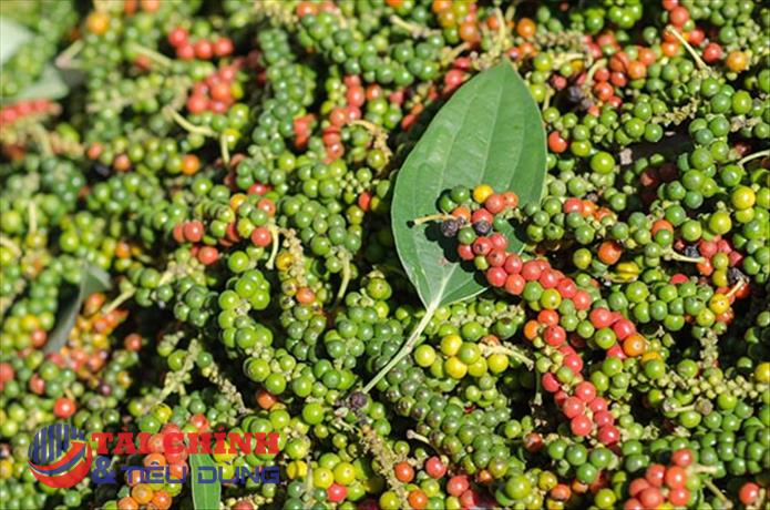 Giá tiêu hôm nay 21/2: Đồng loạt tăng tại thị trường nội địa