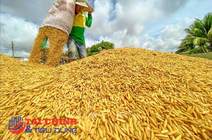 Giá lúa gạo hôm nay 22/2: Giá lúa tiếp tục giảm