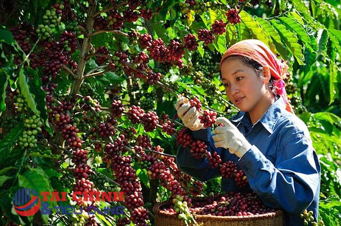 Giá cà phê hôm nay 24/2: Quay đầu giảm giá