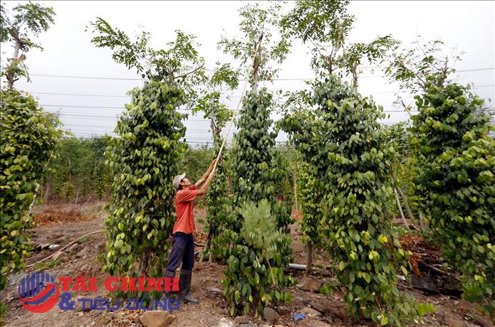 Giá tiêu hôm nay 24/2: Đồng loạt tăng giá