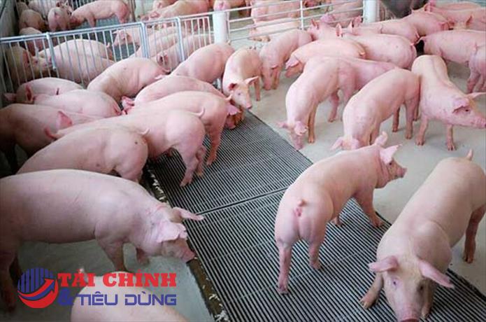 Giá heo hơi hôm nay 25/2: Đảo chiều giảm nhẹ tại khu vực miền Bắc