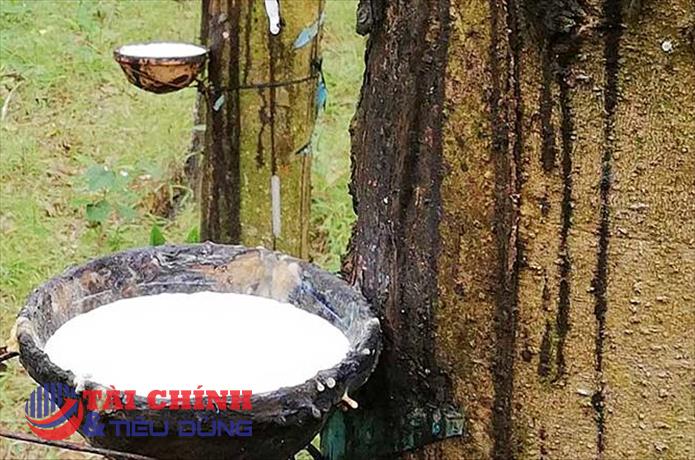 Giá cao su hôm nay 25/2: Giảm dưới 0,5%