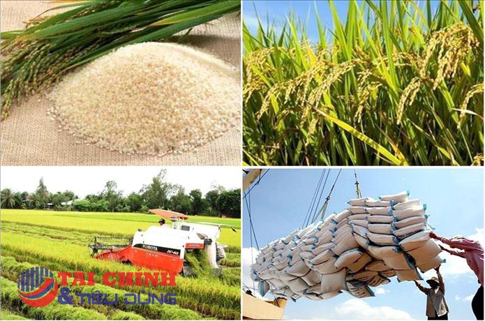 Giá lúa gạo hôm nay 27/2: Việt Nam nắm giữ nguồn xuất khẩu gạo lớn thứ 3 thế giới