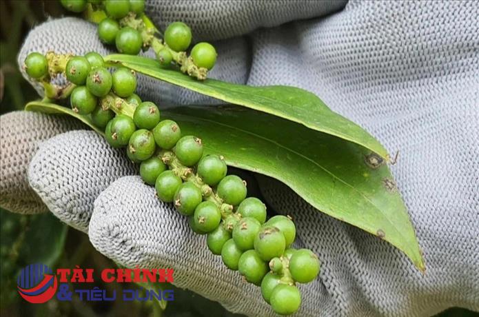 Giá tiêu hôm nay 28/2: Nằm trong khoảng 91.000 - 94.000 đồng/kg