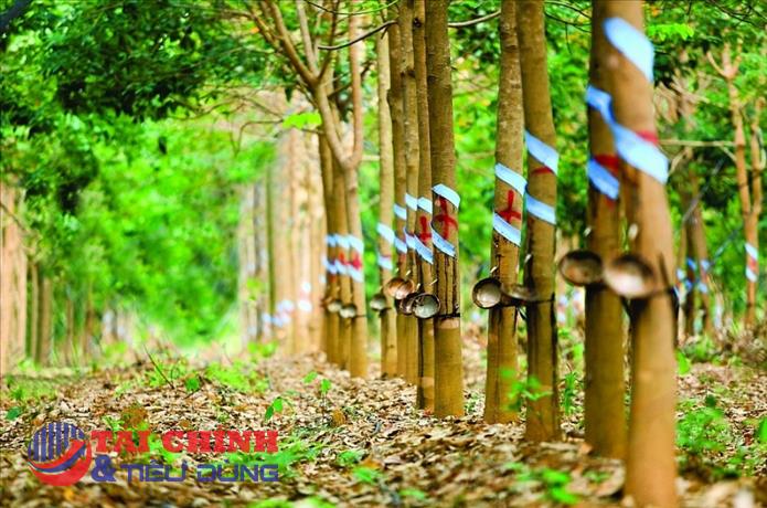 Giá cao su hôm nay 28/2: Tăng, giảm trái chiều dưới 0,5%